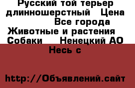 Русский той-терьер длинношерстный › Цена ­ 7 000 - Все города Животные и растения » Собаки   . Ненецкий АО,Несь с.